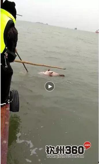 成人抬竹竿绕圈视频大全,绕圈竹竿舞视频集锦赏析