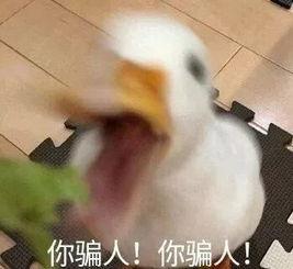 成人犯错搞笑视频素材 第3张 成人犯错搞笑视频素材 第3张